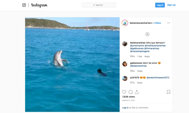 Pes in delfin se nista igrala na Hrvaškem