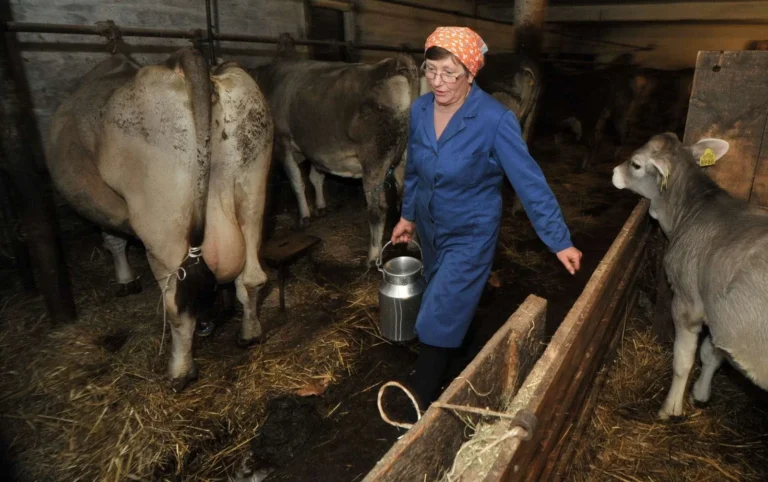 Krave molznice lani niso dale manj mleka